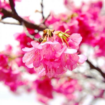 八重岳の桜🌸